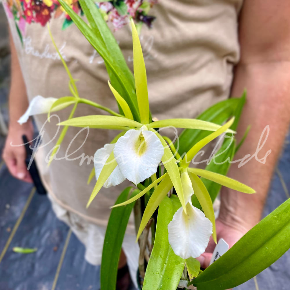 しらほし Pcv. Key Lime Stars — Palmer Orchids
